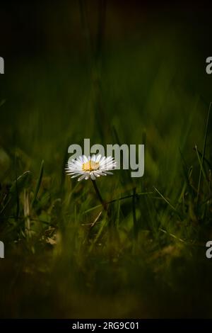 ��ä�Բ������ü�������� Stock Photo