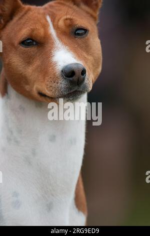 Basenji close-up portrait  headshot Stock Photo