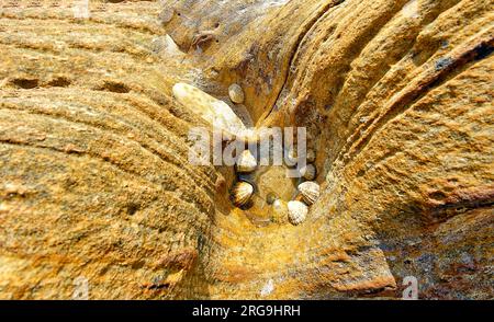 Hopeman Moray Firth Scotland common Limpets Patella vulgata in a small rock pool of Hopeman sandstone rock Stock Photo
