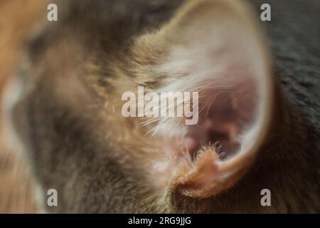 cat ear scratches flares treatment veterinarian pet care help infection . High quality photo Stock Photo