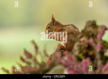 Cute little scottish red squirrel kit in the forest with a nut Stock Photo