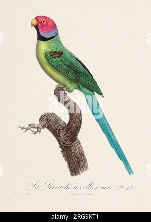 Vintage parrot illustration. Zoologically detailed French depiction (circa 1805) Stock Photo