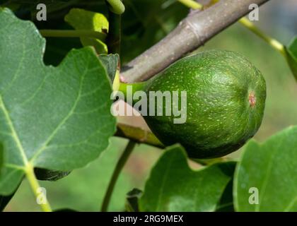 close up of a young fig growing on a ficus carica tree known as the common fig negative space to the left-hand side for text Stock Photo