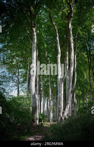 Forest with beech trees on the coast between Kühlungsborn and Heiligendamm on the German Baltic Sea coast Stock Photo