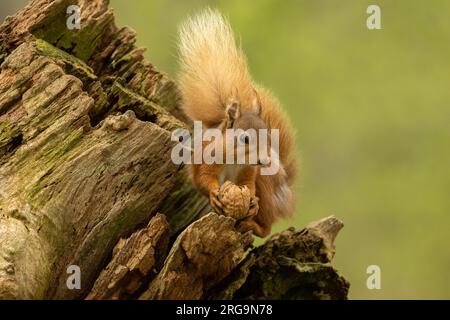 Scottish red squirrel foraging for nuts in the forest Stock Photo