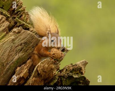 Scottish red squirrel foraging for nuts in the forest Stock Photo
