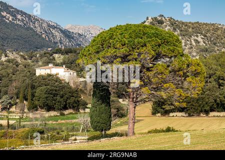Pine tree on the outskirt of village Orient in the Serra de Tramuntana mountains in Majorca, Mallorca, Balearic Islands, Spain, Europe Stock Photo