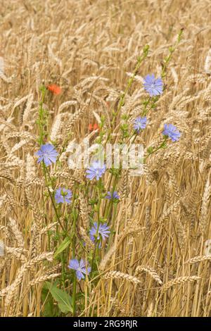 Common chicory, Cichorium intybus, growing in a wheat field in South Downs, July Stock Photo