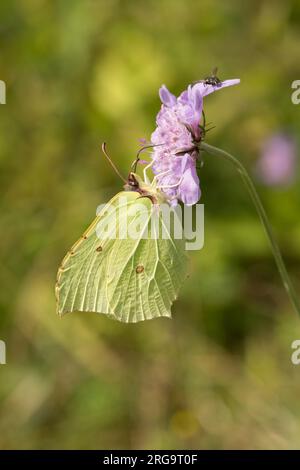 Brimstone butterfly, Gonepteryx rhamni feeding on Small scabious, Scabiosa columbaria, Levin Down, July Stock Photo