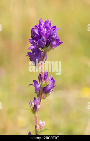 Clustered bellflower, Campanula glomerata, single flowerhead close-up, isolated, on Levin Down, Singleton, Sussex, July Stock Photo