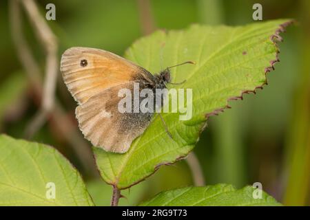 Gatekeeper or Hedge Brown, Pyronia tithonus, butterfly, underwing, Noar Hill, July Stock Photo