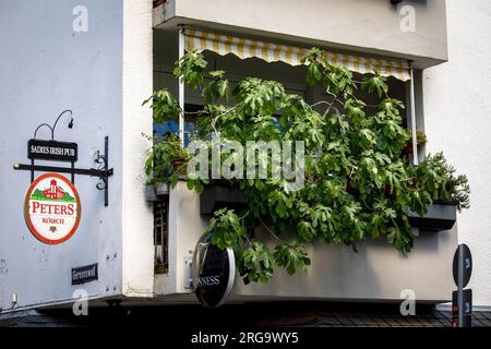 a fig tree on a balcony on the street Gereonswall, Cologne, Germany. ein Feigenbaum auf einem Balkon am Gereonswall, Koeln, Deutschland. Stock Photo