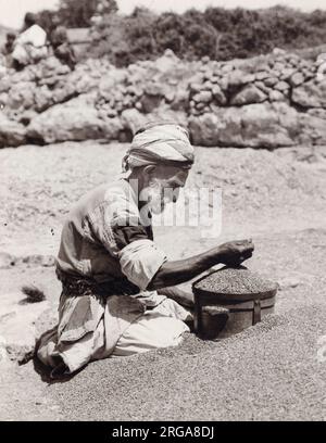 Vintage early 20th century photograph - old man measuring wheat  Palestine, Israel, Holy Land Stock Photo