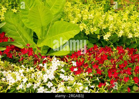 Flowering Tobacco, Garden, Nicotiana alata Lime Green and Nicotiana alata Saratoga Red, Tobacco, Border, Bedding plants red yellow white green Stock Photo