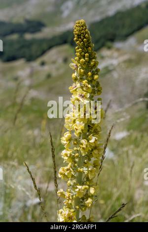 Verbascum lychnitis   flower at Terminillo mountain range, shot in bright summer light near Leonessa saddle , Apennines, Rieti, Lazio, Italy Stock Photo