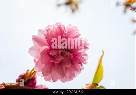 Beautiful blossom of pink cherry Prunus Kanzan 2 Stock Photo