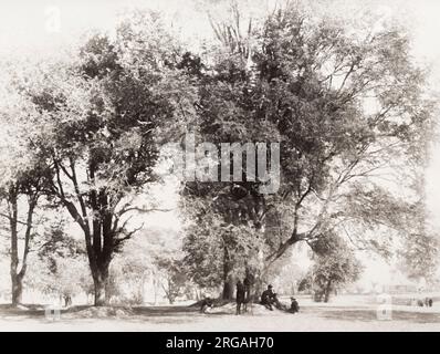 Vintage 19th century photograph: public gardens, Gonda, India, photographer with camera. Stock Photo