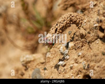 Ruby-tailed cuckoo wasp (Chrysis viridula) inspecting the mud chimney nest burrow entrance of host species, the Spiny mason wasp (Odynerus spinipes). Stock Photo