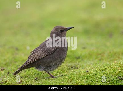 Common Starling (Sturnus vulgaris) juvenile standing on grass  Eccles-on-Sea, Norfolk, UK.       June Stock Photo