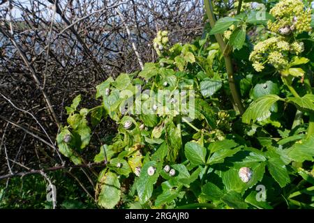 Italian white / Sandhill snails (Theba pisana) an invasive species in the UK, foraging on Alexanders (Smyrnium olusatrum) leaves by a coastal path, UK Stock Photo