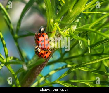 Macro of a ladybug couple on a plant Stock Photo