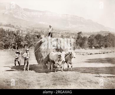 Vintage 19th century photograph: France, area of Aix-les Bains, farming, farmers, agriculture, bringing in hay on a wagon pulled by two oxen, cattle, bullocks, image c.1890's. Stock Photo