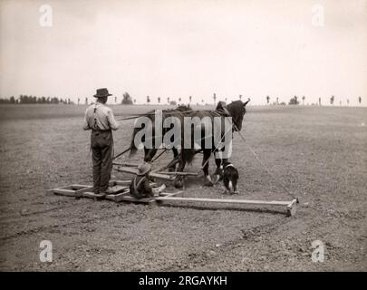 Early 20th century vintage press photograph - farmer in Canada, with dog and child with a horse team in harness and harrow, cultivating crops Stock Photo