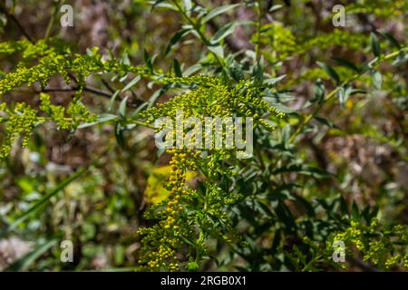 Yellow panicles of Solidago flowers in August. Solidago canadensis, known as Canada goldenrod or Canadian goldenrod, is an herbaceous perennial plant Stock Photo