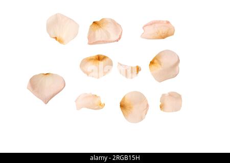 Dry pink rose isolated on a white background. Dry flower. Stock Photo