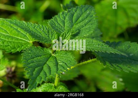 The nettle dioecious Urtica dioica with green leaves grows in natural thickets. Stock Photo