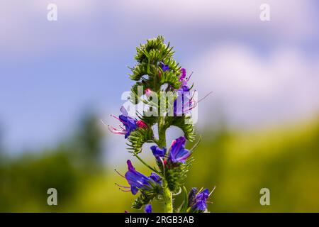 Viper's bugloss or blueweed Echium vulgare flowering in meadow on the natural green blue background. Macro. Selective focus. Front view. Stock Photo