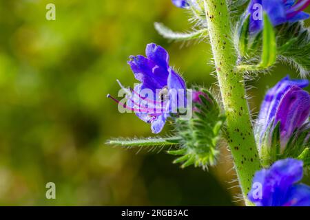 Viper's bugloss or blueweed Echium vulgare flowering in meadow on the natural green blue background. Macro. Selective focus. Front view. Stock Photo