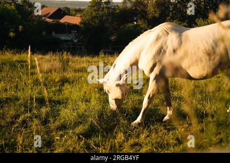 White horse on the background of an orange sun in a foggy field in the morning Stock Photo