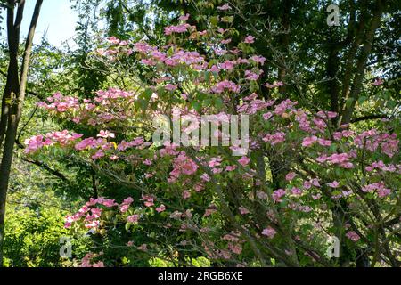 Cornus kousa in Le Jardins de Maizicourt Stock Photo