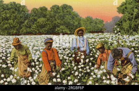 A busy day in a cotton field, Greensboro, North Carolina, USA Stock Photo