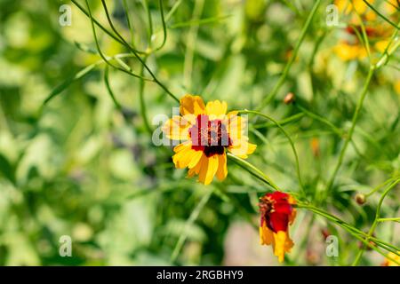 Zurich, Switzerland, July 14, 2023 Coreopsis Tinctoria or golden Tickseed flower at the botanical garden Stock Photo