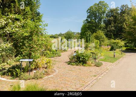 Zurich, Switzerland, July 14, 2023 Different plants at the botanical garden Stock Photo