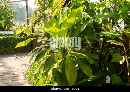 Zurich, Switzerland, July 14, 2023 Erythrochiton Brasiliensis plant at the botanical garden Stock Photo
