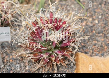 Zurich, Switzerland, July 14, 2023 Leuchtenbergia Principis cactus at the botanical garden Stock Photo