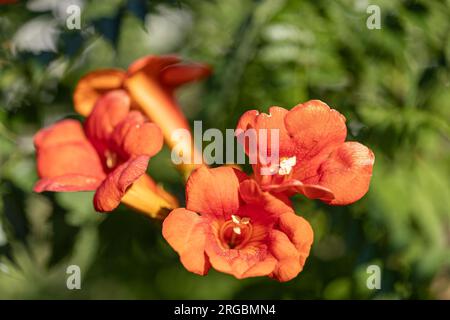 Close-up of blossoms of a trumpet-creeper (campsis) in the sun Stock Photo