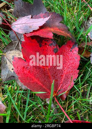 Red leaf falling on the grass, raindrops on it Stock Photo