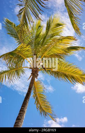 Coconut palm tree against the sky, Yucatan Peninsula, Mexico. Stock Photo