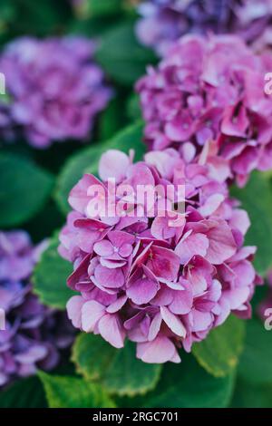 Amazing pink Hydrangea flowers in a garden. Selective focus. Stock Photo