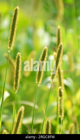 Setaria grows in the field in nature. Stock Photo