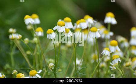 Chamomile blooms in the meadow among the of wild grasses Stock Photo