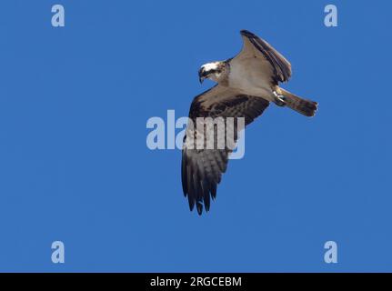 Osprey in flight with bright blue sky background Stock Photo - Alamy