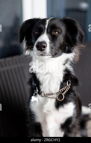 portrait of a black and white border collie Stock Photo