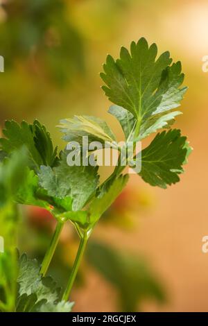 Celery plant leaves (Apium graveolens) on a natural background background Stock Photo