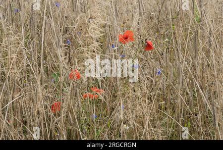 Common poppies and Cornflowers in Rye field Stock Photo
