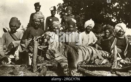 Tiger hunt in India Stock Photo